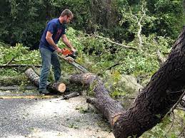 Reliable West Bountiful, UT Tree Care Services Solutions