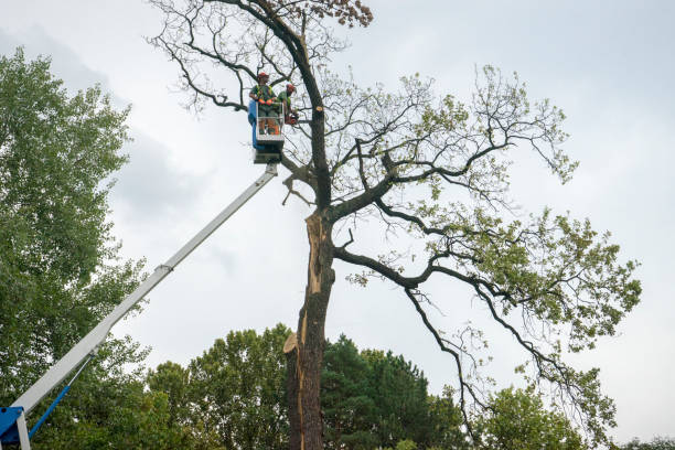 Best Seasonal Cleanup (Spring/Fall)  in West Bountiful, UT