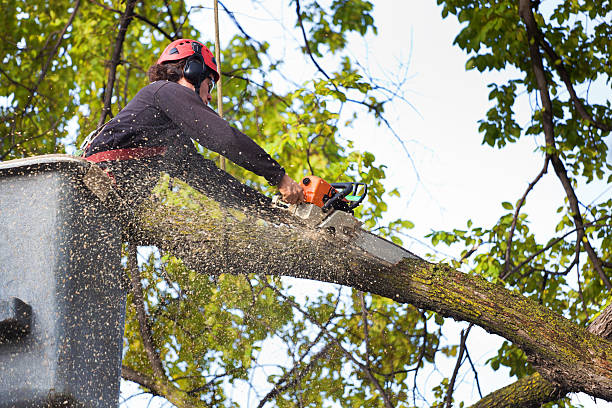 Best Leaf Removal  in West Bountiful, UT